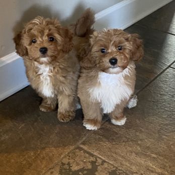 Little Painted Puppies - Pet Breeders Near Me Little Painted Puppies - Pet Breeders Near Me