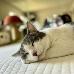 Central Orange County Emergency Animal Hospital