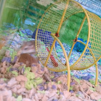 PetSmart - Pet Stores Near Me - Jacksonville Beach, Florida PetSmart - Pet Stores Near Me - Jacksonville Beach, Florida