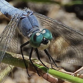 Ed R. Levin County Park - A dragonfly taking a quick break - Dog Parks Near Me - Milpitas, California Ed R. Levin County Park - A dragonfly taking a quick break - Dog Parks Near Me - Milpitas, California