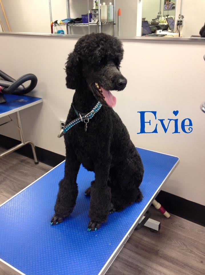 DOG GROOMERS Updated April 2024 296 Lakeshore Road, Mississauga