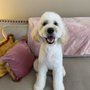 Photo of Laundromutt