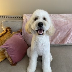 Laundromutt