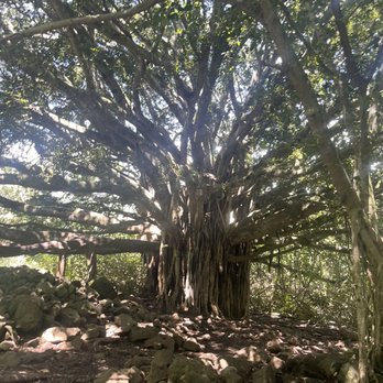 Pipiwai Trail - Banyan tree - Hiking Near Me - Hana,, Hawaii