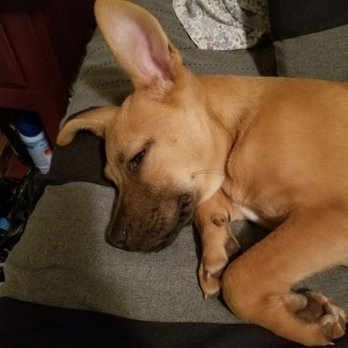 PAWS Atlanta - Sleepy girl - Animal Shelters Near Me - Decatur, Georgia