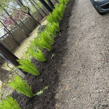MB Tree Service Corp - Redesigning sides of driveway - Tree Services Near Me MB Tree Service Corp - Redesigning sides of driveway - Tree Services Near Me
