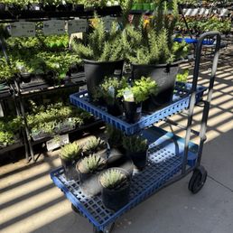Tuscan Blue Rosemary, Queen Victoria Agave, herb plants