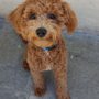 Photo of West Palm Dog