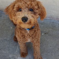 West Palm Dog