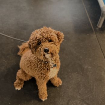 MOC K9 Training - Pet Training Near Me - Castle Rock, Colorado