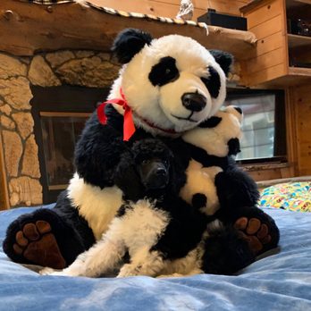 B Poodles - Panda and me - Pet Breeders Near Me