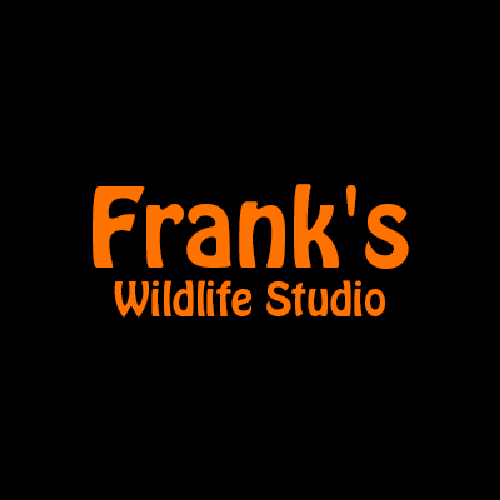 Frank's Wildlife Studio - taxidermy in Wilkes Barre Township, PA