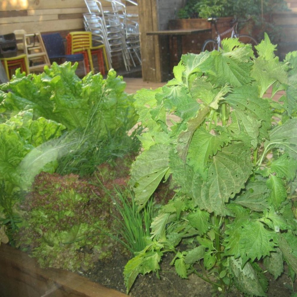 Starbelly - Fresh Lettuce! - New American Near Me - San Francisco, California Starbelly - Fresh Lettuce! - New American Near Me - San Francisco, California