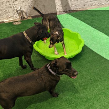 Canines Unleashed - Pet Boarding Near Me - San Diego, California
