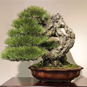 DSK lawncare - a bonsai tree in a pot - Tree Services Near Me DSK lawncare - a bonsai tree in a pot - Tree Services Near Me