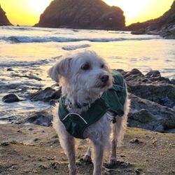 Opportunity Barks