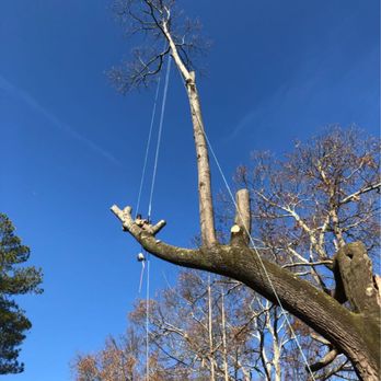 One Two Tree - Tree Services Near Me