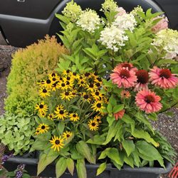A lovely selection of perennials and shrubs purchased for a client at a local nursery.
