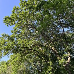 Lakeside Lions Park - Mature trees!
