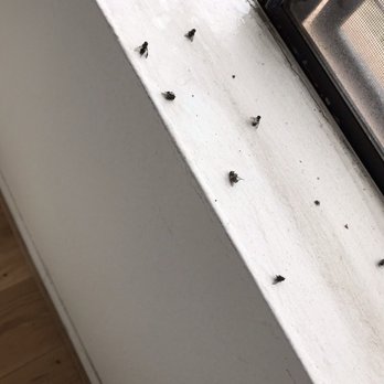 Sky Properties - Windows are broken and flies get in all the time. Disgusting!!!! - Property Management Near Me - Lake, California Sky Properties - Windows are broken and flies get in all the time. Disgusting!!!! - Property Management Near Me - Lake, California