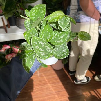 Plant Terra - Silver Satin Pothos - Nurseries & Gardening Near Me - Hayward, California Plant Terra - Silver Satin Pothos - Nurseries & Gardening Near Me - Hayward, California