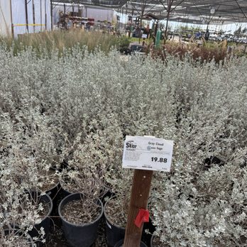 Star Nursery - Nurseries & Gardening Near Me - Las Vegas, Nevada Star Nursery - Nurseries & Gardening Near Me - Las Vegas, Nevada