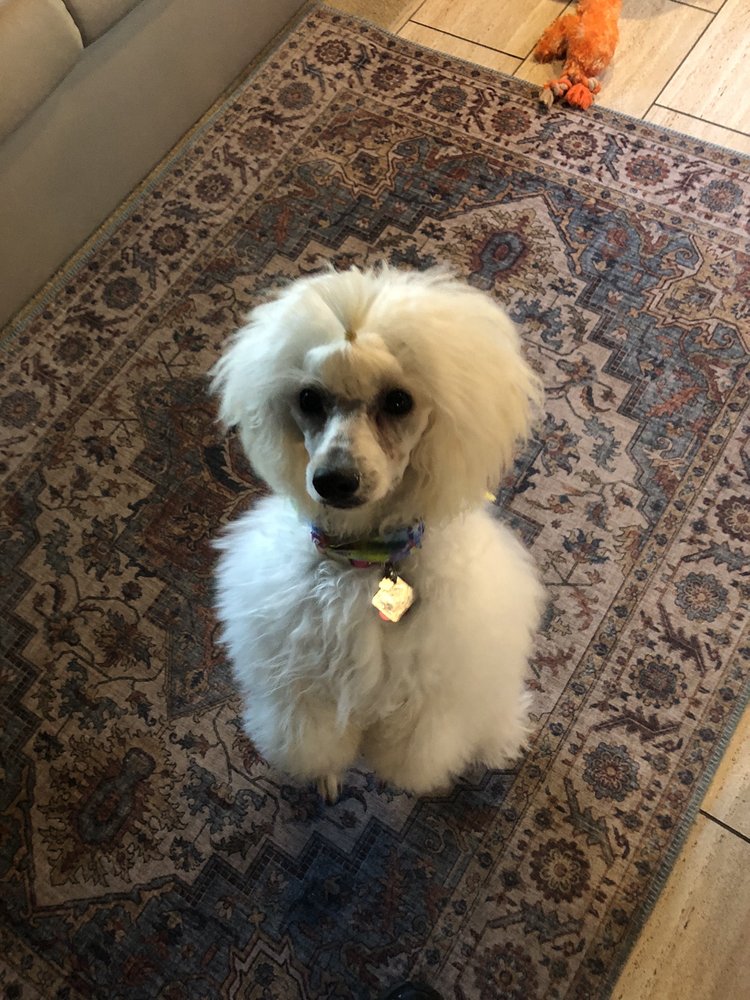 FETCH PET RESORT Updated September 2024 40 Photos & 36 Reviews