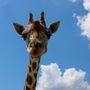 Photo of Zoosiana