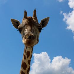 Zoosiana