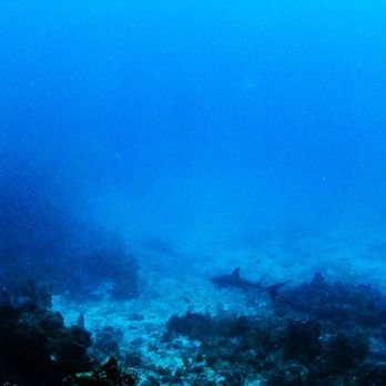 St Croix Ultimate  Bluewater Adventures - Reef shark - Scuba Diving Near Me - Christiansted, Virgin Islands