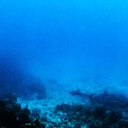 St Croix Ultimate Bluewater Adventures - Reef shark