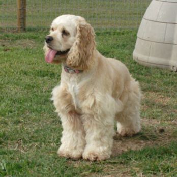 Diamond J Kennels - Pet Sitting Near Me - Taylor, Texas