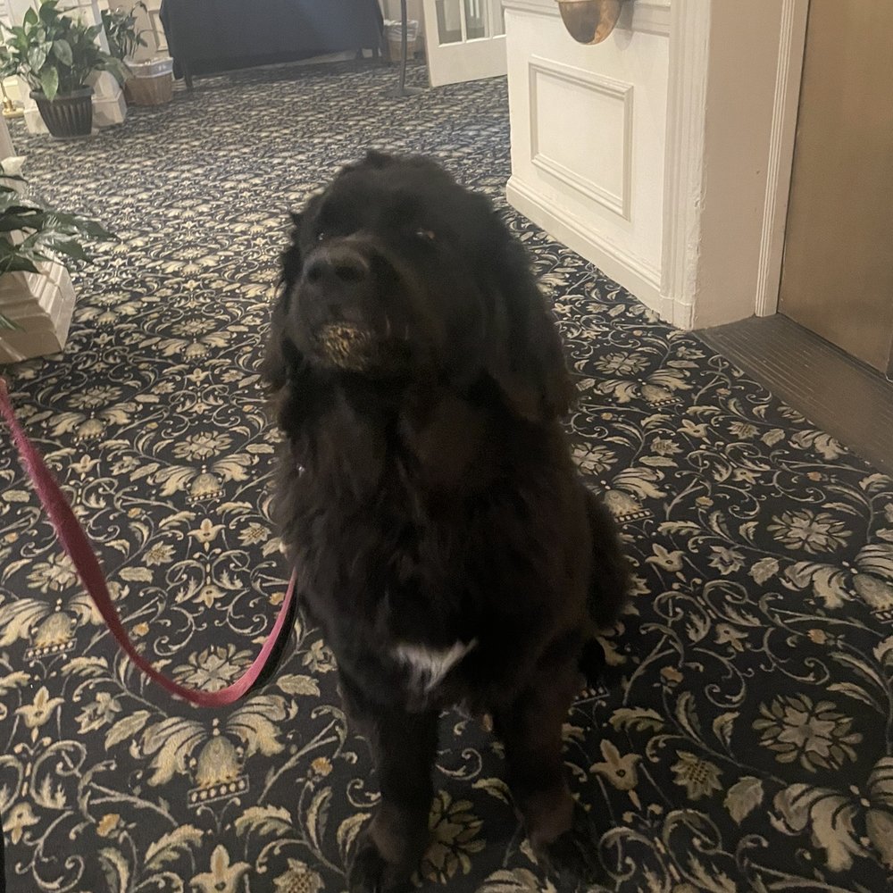 Hawthorne Hotel - The Newfoundland, that I had to help it's owner get into the elevator the next morning - Hotels Near Me - Salem, Massachusetts