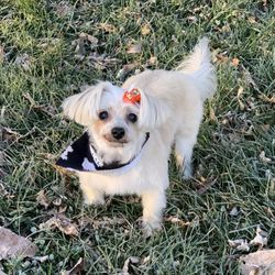 Spirit Of Grooming - Daisy just being cute with her new bow and scarf!