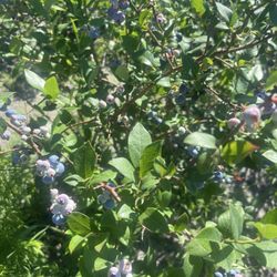 Well's Blueberry Farm
