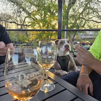 Deaver Vineyards - Leashed pets are now welcome on the patio and on the grounds. - Wineries Near Me - Plymouth, California Deaver Vineyards - Leashed pets are now welcome on the patio and on the grounds. - Wineries Near Me - Plymouth, California