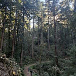 Skeggs Point - Big big trees