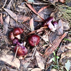Aldgate Valley Nature Walk - Purple shrooms