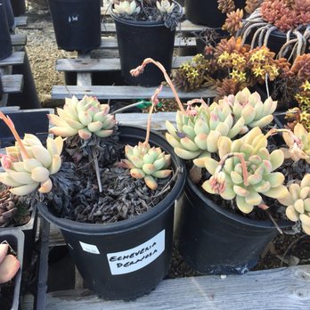 Garrison Foothill Nursery - Gallon succulents with label $10.50 - Nurseries & Gardening Near Me - Upland, California Garrison Foothill Nursery - Gallon succulents with label $10.50 - Nurseries & Gardening Near Me - Upland, California