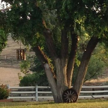 MCK Construction - a horse grazing under a tree - General Contractors Near Me - Springfield, Oregon MCK Construction - a horse grazing under a tree - General Contractors Near Me - Springfield, Oregon