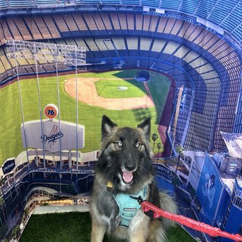 Puptqe - Pet Stores Near Me - Temecula, California Puptqe - Pet Stores Near Me - Temecula, California