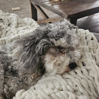 Creature Comforts Veterinary Center - Dog crying himself to sleep in pain after being refused by this Vet!! - Veterinarians Near Me - Carroll, Ohio Creature Comforts Veterinary Center - Dog crying himself to sleep in pain after being refused by this Vet!! - Veterinarians Near Me - Carroll, Ohio