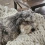 Photo of Creature Comforts Veterinary Center
