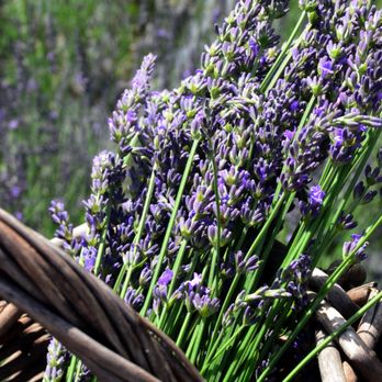 Pleasant Valley Lavender - Catch of the day! - Pick Your Own Farms Near Me - Morganville, New Jersey Pleasant Valley Lavender - Catch of the day! - Pick Your Own Farms Near Me - Morganville, New Jersey