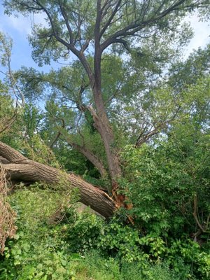 removal of damage tree - The owner of this house wanted to remove all the debris of branches and trunks left by the tree that suffered due to the last storm, so he trusted us to safely remove this large tree that had its branches scattered everywhere. Our team came out and removed everything, including the stumps, so now they have extra space, and it's definitely back to a large space in their backyard and driveway. removal of damage tree - The owner of this house wanted to remove all the debris of branches and trunks left by the tree that suffered due to the last storm, so he trusted us to safely remove this large tree that had its branches scattered everywhere. Our team came out and removed everything, including the stumps, so now they have extra space, and it's definitely back to a large space in their backyard and driveway.