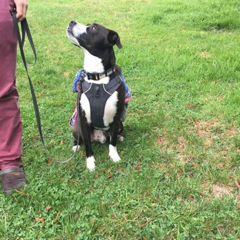 Lonely Hunters Dog Training - Engagement games taught him to offer attention and eye contact in distracting environments. - Pet Training Near Me Lonely Hunters Dog Training - Engagement games taught him to offer attention and eye contact in distracting environments. - Pet Training Near Me