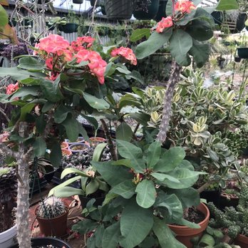 Southwest Gardens - Crown of Thorns in bloom - Nurseries & Gardening Near Me - Wheat Ridge, Colorado Southwest Gardens - Crown of Thorns in bloom - Nurseries & Gardening Near Me - Wheat Ridge, Colorado