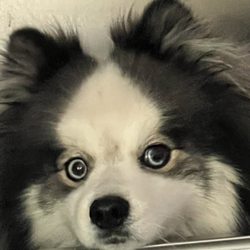 Top Dog - Dog