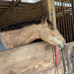 Phoenix Farm - Top Brass (Bradley), 6 year old, gelding