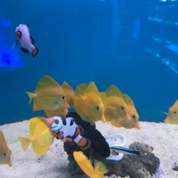 Big Al's Aquarium Kitchener - Photo